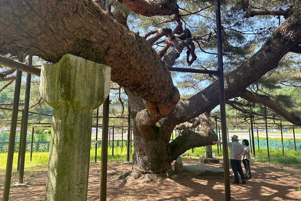문화관광해설은 석송령을 한층 깊게 느껴볼 수 있는 기회다. 사진=한국관광공사