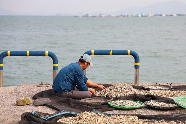 삶은 멸치를 갯바람과 태양열에 자연 건조시켜 맛이 뛰어나다. 사진=한국관광공사