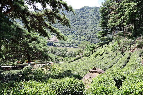 '따신골녹차정원'의 드넓은 차밭. 사진=한국관광공사
