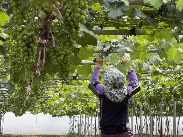 현대차·기아 로보틱스랩이 개발한 ‘엑스블 숄더’가 농업 현장에서 활용되는 모습