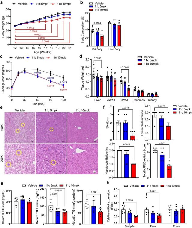 GM-60106 (11c)의 지방 개선 효과. (사진=지스트)