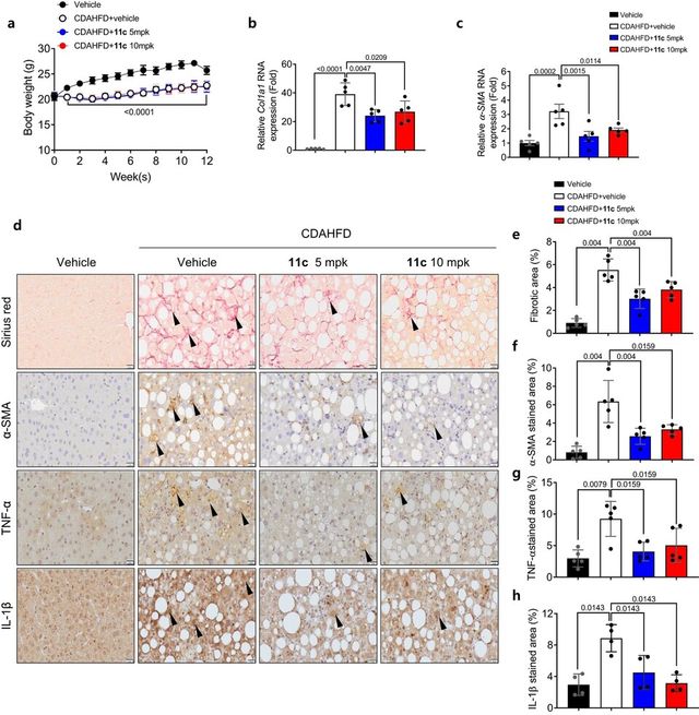 GM-60106 (11c)의 간섬유화 개선 효과. (사진=지스트)