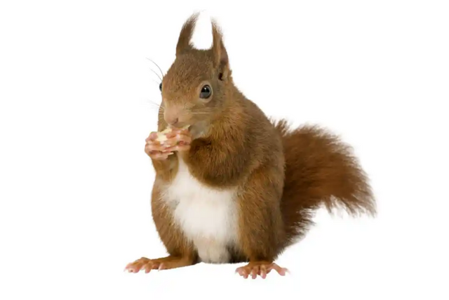 (사진=제니시스엔진)