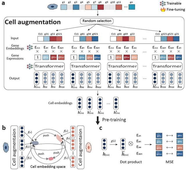 본 연구에서 개발한 self-supervised learning의 개략도. (사진=지스트)