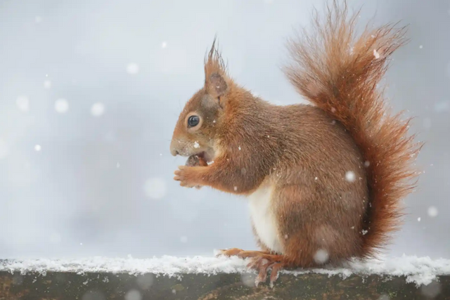 (사진=제니시스엔진)