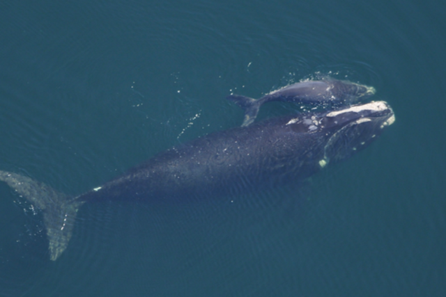 (사진=웨일 시커)