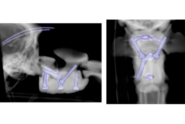 (사진=체스터게이츠 동물병원)