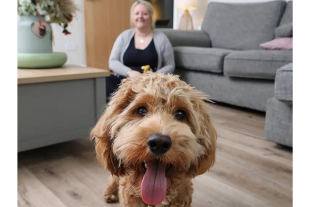 수술을 성공적으로 마치고, 사지 기능을 회복해 다시 걸어다니기 시작한 반려견 아서. (사진=체스터게이츠 동물병원)
