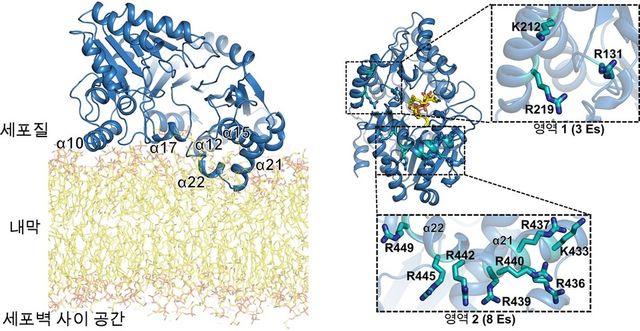효소-세포막 결합 상호작용 부위. (사진=지스트)