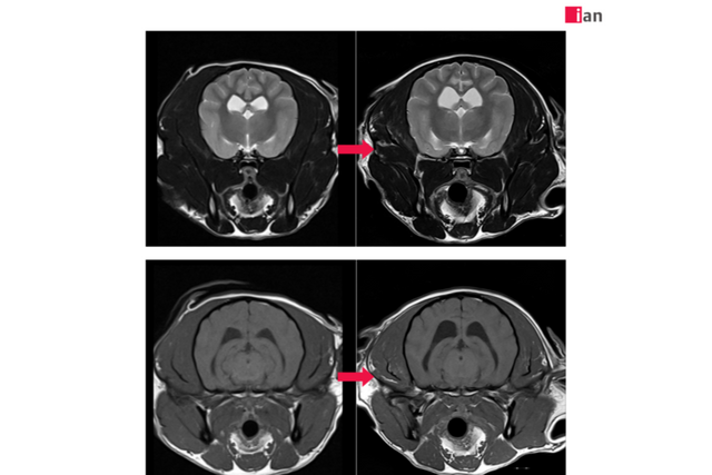 AI 도입 후 품질이 개선된 MRI 영상 사진. (사진=이안동물의학센터)