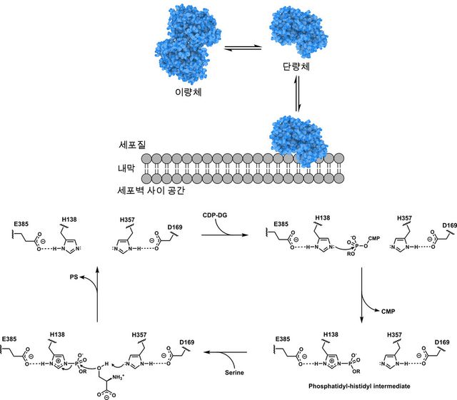 세포 내 대장균 PssA의 분자적 작동원리와 화학적 작동 모델. (사진=지스트)