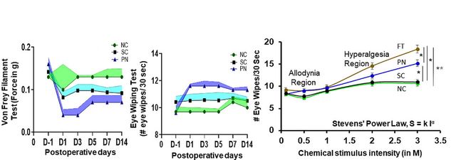 신경병성 각막통증(NCP) 경향을 평가하기 위한 행동 실험은 각막에서 신경병성 통증의 진행을 이해하는 데 있어 장기적인 행동 평가의 중요성을 강조한다. (사진=지스트)
