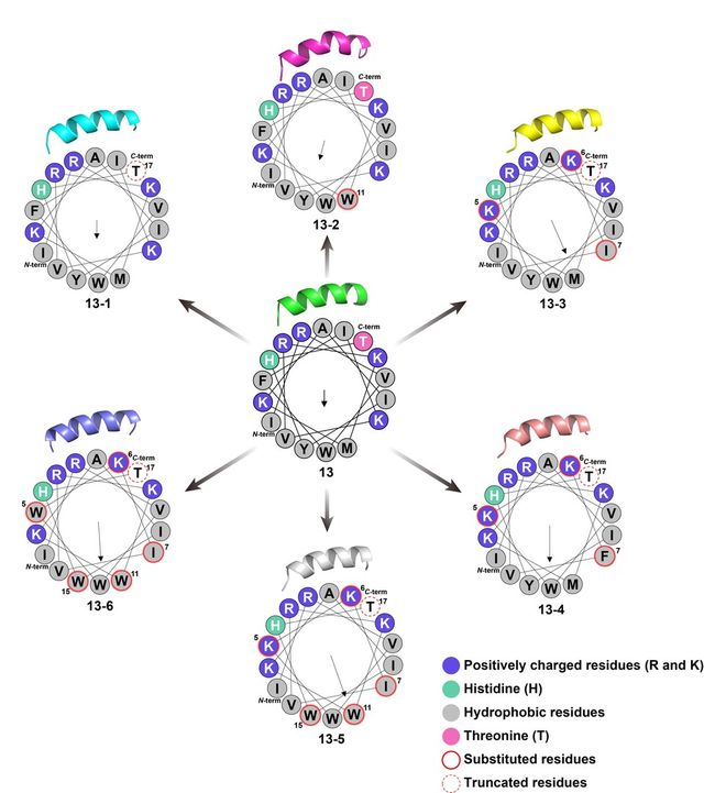 펩타이드 13 및 유도체의 구조 분석. (사진=지스트)