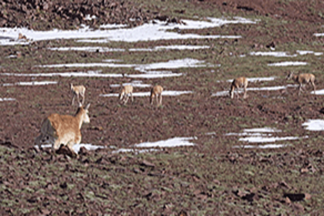 X30 로봇 개가 로봇 티베트 영양으로 위장해 티베트 영양 무리에 접근해 관찰하고 있다. (사진=딥로보틱스)