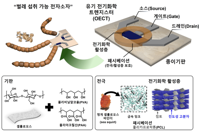 유기전기화학 트렌지스터(OECT) 구성요소. (사진=지스트)