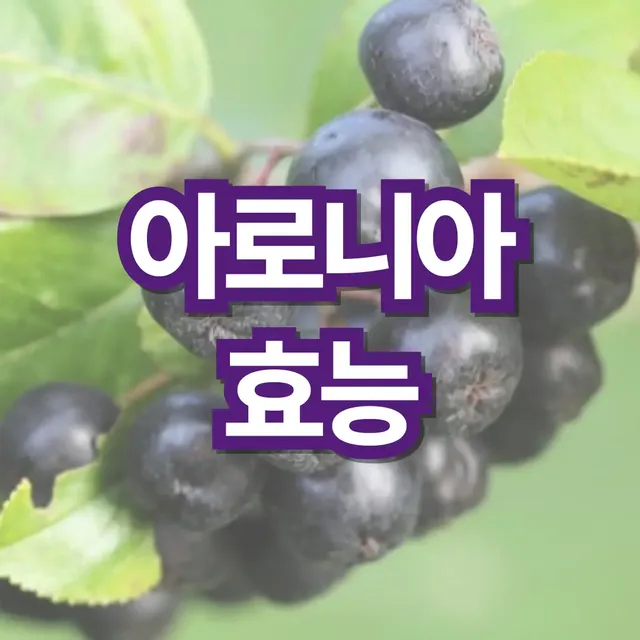 아로니아-효능