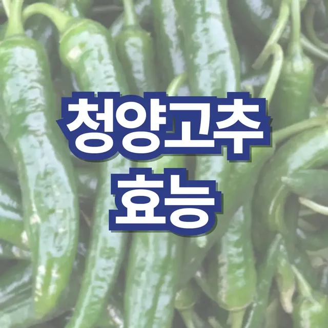 청양고추-효능