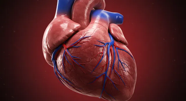 L카르니틴-효능-심장-강화