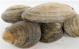 북한산 개조개의 모습.