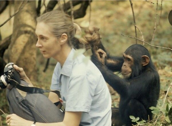 구달과 침팬지2