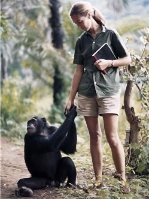 구달과 침팬지1