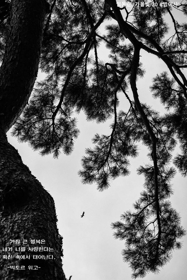 임동춘 ‘가을빛 20 #범어사’