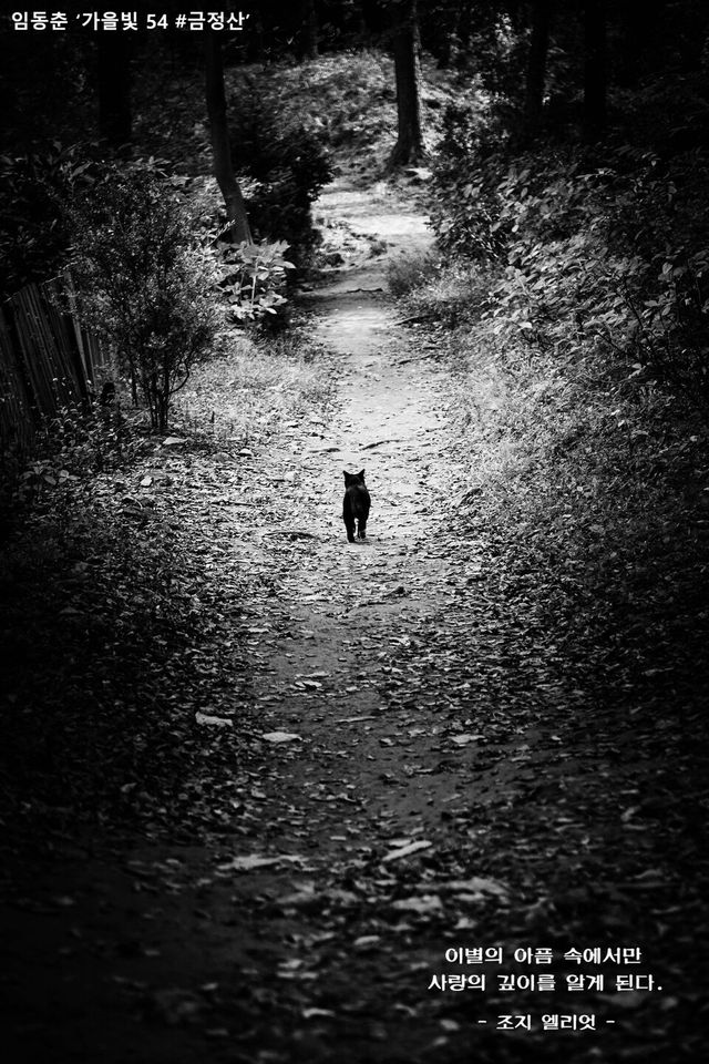 임동춘 '가을빛 54 #금정산'