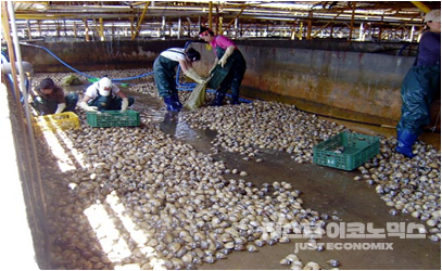 북한에서 온 조개를 선별하는 작업