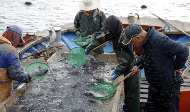 국내 양식장이 무너지고 있다. 일본산 방어 수입이 급증하면서 한국인들의 최애 수산물 돔과 우럭 판매가 급감, 국내 어가들의 생계가 위협받고 있다.