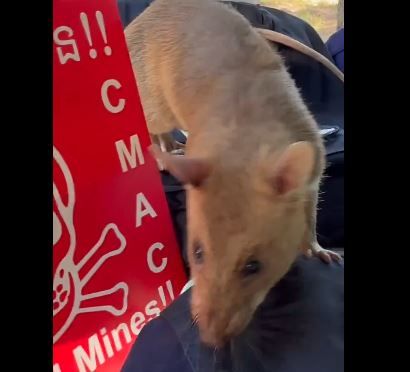 출처=Apopo 엑스(X) 캡처