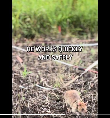 출처=Apopo 엑스(X) 캡처