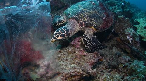 비닐봉지를 먹이로 착각한 매부리바다거북 영상 갈무리(© Shutterstock / Krzysztof Bargiel / WWF)