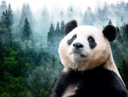 사진출처=세계나눔축제연합 제공