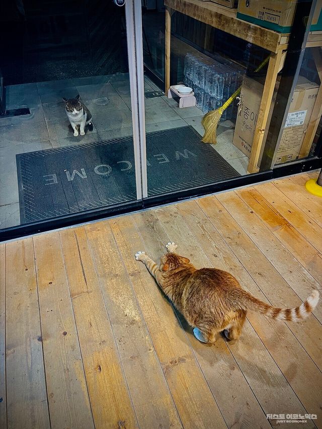 2025년 11월 강원도 깊은 산속 숙소에서 만난 고양이들...