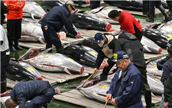 도요스 시장에서의 참치 첫경매 모습