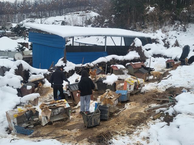 양평군 축산과 직원들이 양평읍 대흥리의 한 컨테이너에서 동물들을 구조하고 있다. 양평군 제공