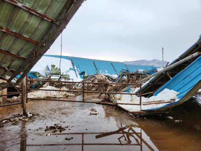 평균 63㎝의 폭설이 내린 안성지역 한 축산농가 시설 지붕이 눈 무게를 이기지 못한 채 붕괴됐다. 안성시 제공