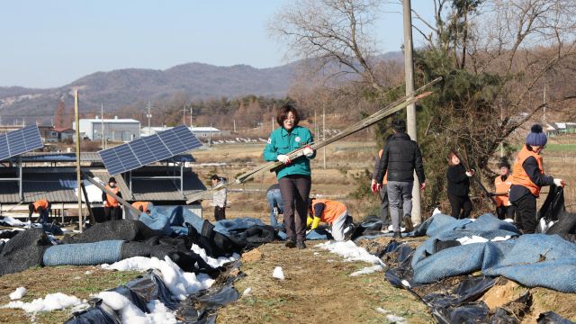 김보라 안성시장이 폭설로 피해를 입은 일죽면 한 인삼밭에서 복구작업을 하고 있다. 안성시 제공