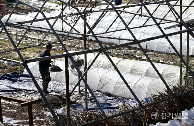 영하의 겨울 추위 속에서도 경기지역 농민들의 일손은 분주하다. 12일 오후 수원특례시 장안구 상광교동 한 들녁에서 주민이 지난 가을 수확한 농작물을 정리하는 등 월동준비를 하고 있다. 김시범기자