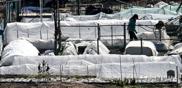 영하의 겨울 추위 속에서도 경기지역 농민들의 일손은 분주하다. 12일 오후 수원특례시 장안구 상광교동 한 들녁에서 주민이 지난 가을 수확한 농작물을 정리하는 등 월동준비를 하고 있다. 김시범기자