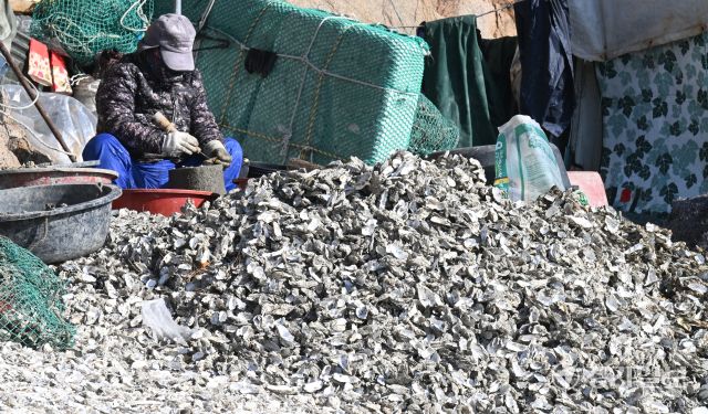 26일 인천 중구 영종도 거잠포 앞 갯벌에서 어민들이 채취한 자연 석화(石花)를 손질하고 있다. 조병석기자