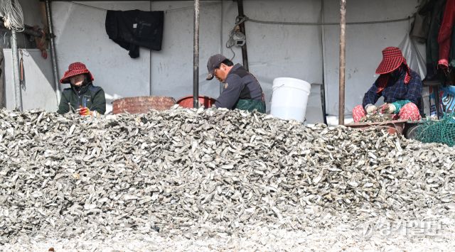 26일 인천 중구 영종도 거잠포 앞 갯벌에서 어민들이 채취한 자연 석화(石花)를 손질하고 있다. 조병석기자