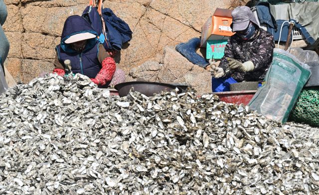 26일 인천 중구 영종도 거잠포 앞 갯벌에서 어민들이 채취한 자연 석화(石花)를 손질하고 있다. 조병석기자