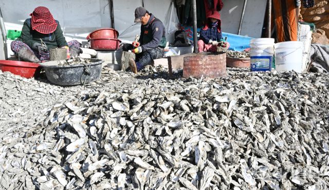 26일 인천 중구 영종도 거잠포 앞 갯벌에서 어민들이 채취한 자연 석화(石花)를 손질하고 있다. 조병석기자