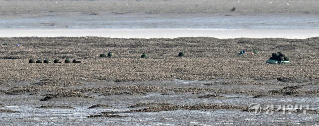 26일 인천 중구 영종도 거잠포 앞 갯벌에서 어민들이 제철 맞은 자연 석화(石花)를 채취하고 있다. 조병석기자