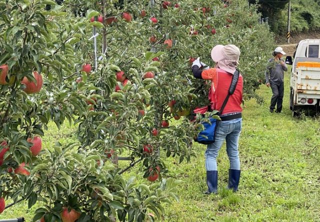 강원도 양구군 해안면 나린사과농원. 신세계백화점