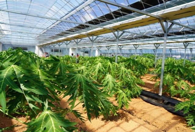 파파야 재배농장. 해남군