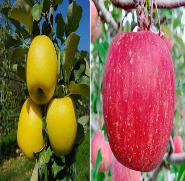 왼쪽부터 시나노골드, 미얀마 품종 후지 사과. 롯데온 판매 상품 화면 캡처