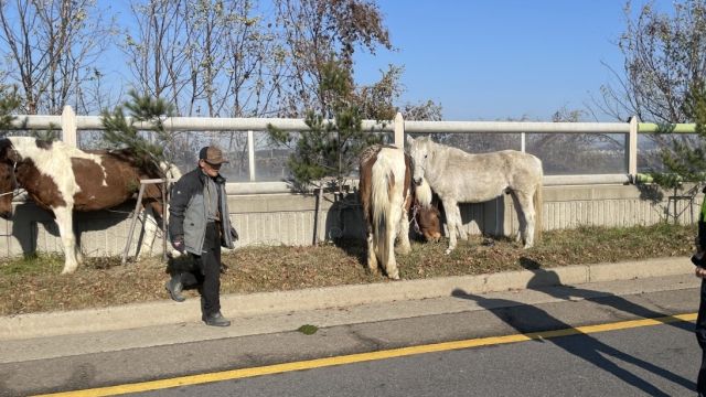 4일 오후 근처 사육장을 탈출해 제2자유로를 활보하던 말 3마리를 사육장 관계자가 포획하고 있다. 고양소방서 제공