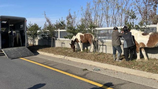 4일 오후 근처 사육장을 탈출해 제2자유로를 활보하던 말 3마리를 사육장 관계자들이 포획하고 있다. 고양소방서 제공
